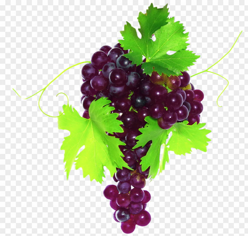 Grape Common Vine Fruit Vegetable Leaves PNG