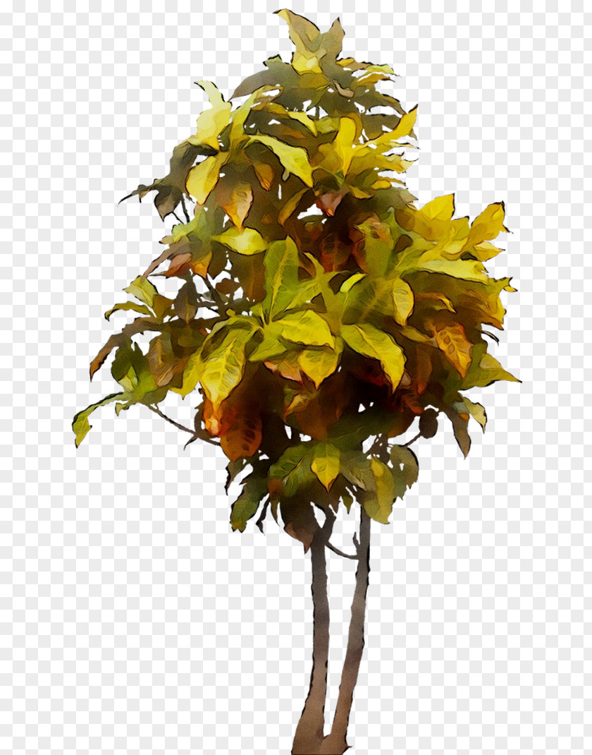 Image Tree Plants Shrub Architecture PNG