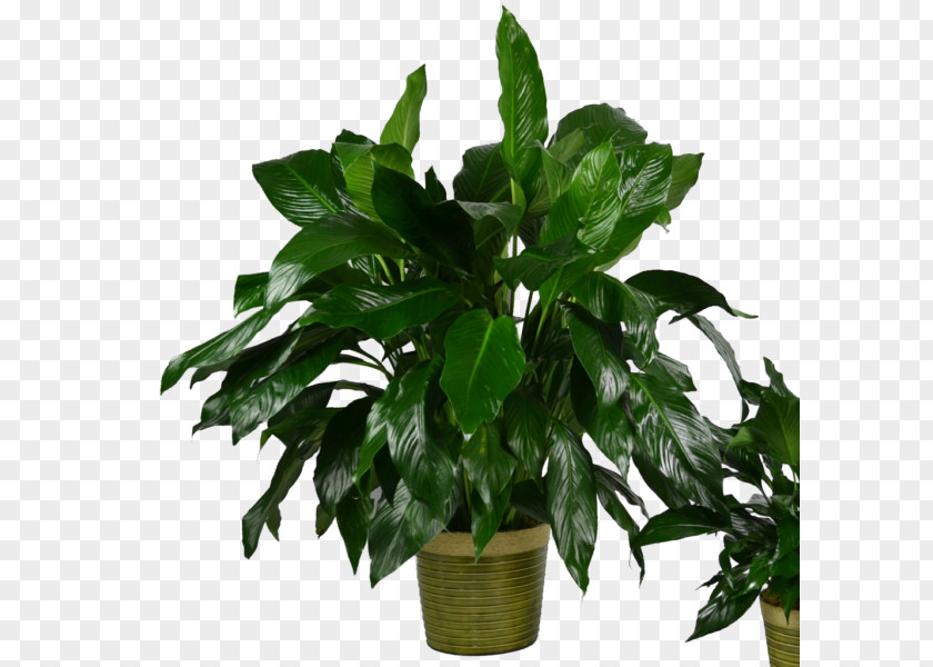 Leaf Peace Lily Houseplant Flowerpot Evergreen PNG