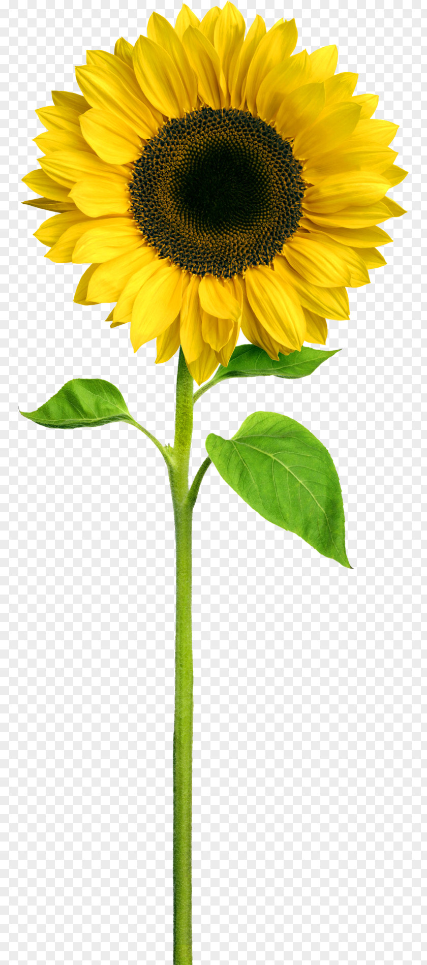 Sunflower Business Hotel Child Sales Price PNG