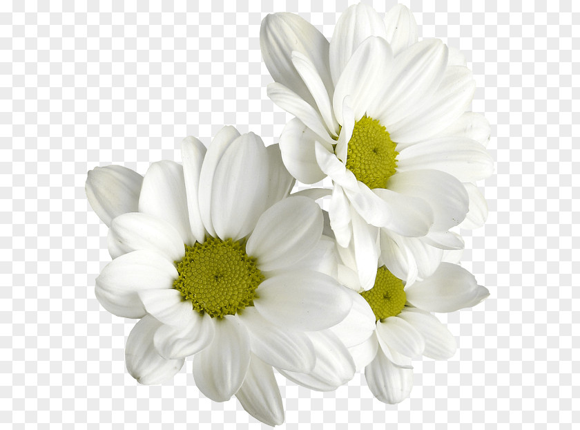 Chamomile Chrysanthemum Tea Flower PNG