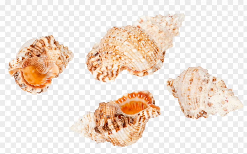 Seashell Conchology Cockle Sea Snail PNG
