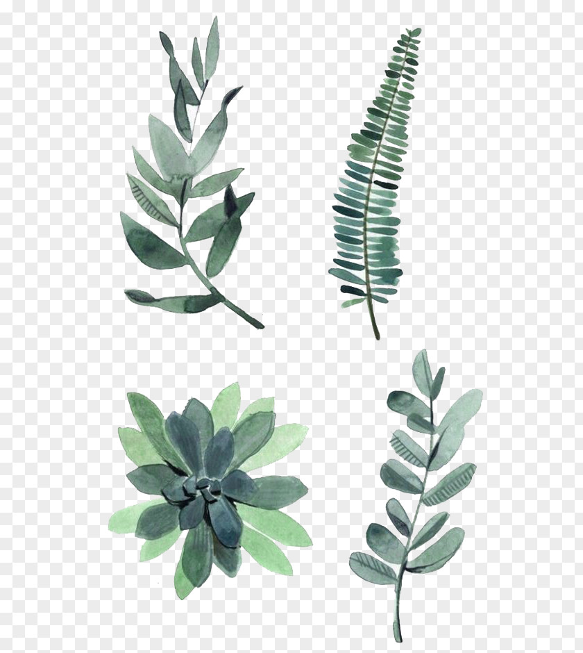 Watercolor Leaves Painting Drawing Plant Illustration PNG