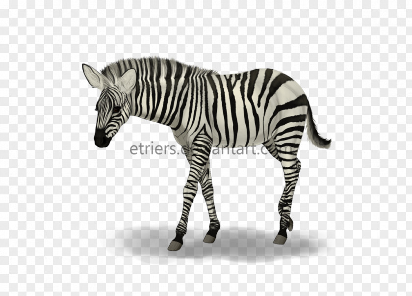 Baby Zebra Quagga Neck Mane White Snout PNG