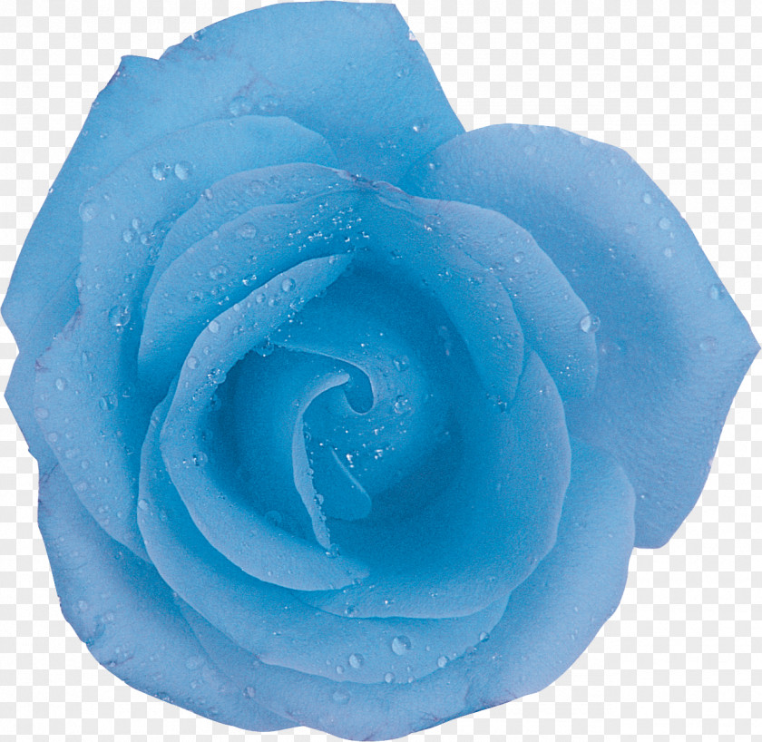 Blue Rose Centifolia Roses Flower Aqua PNG
