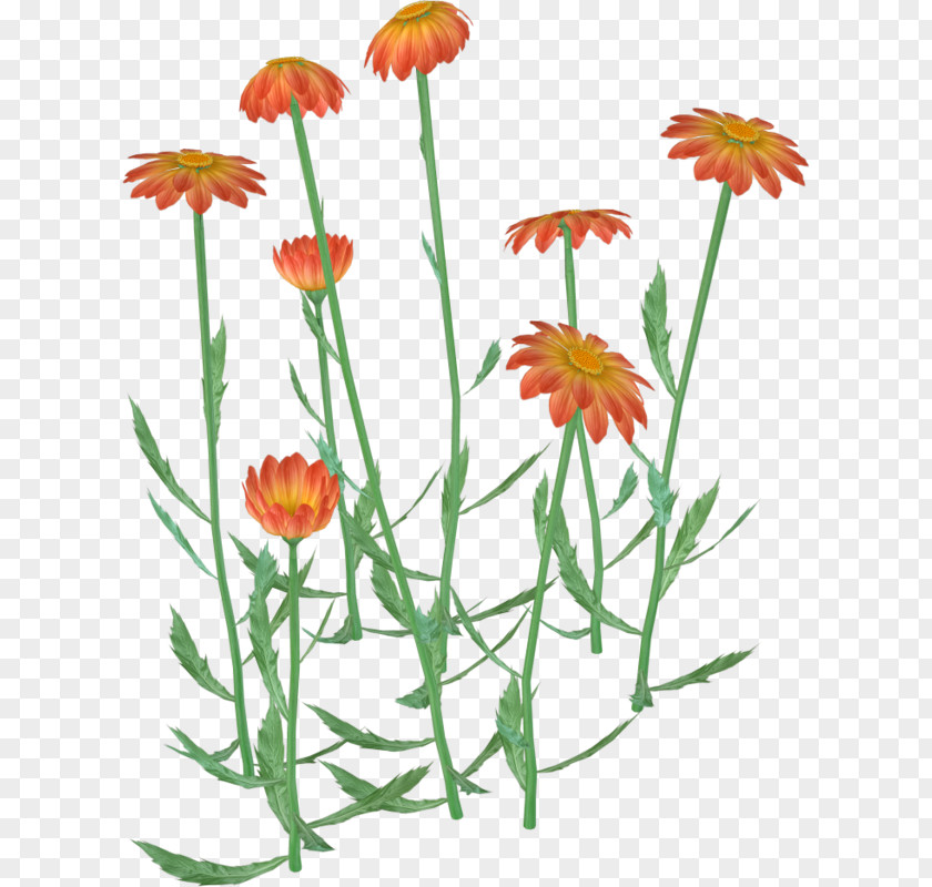 Hand-painted Wild Chrysanthemum Flower Clip Art PNG