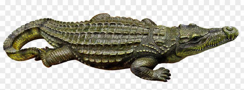 Tail Toy Nile Crocodile Animal Gharial Crocodiles PNG