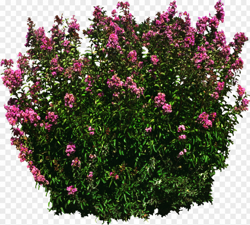 Tree Subshrub Perennial Plant Rose PNG