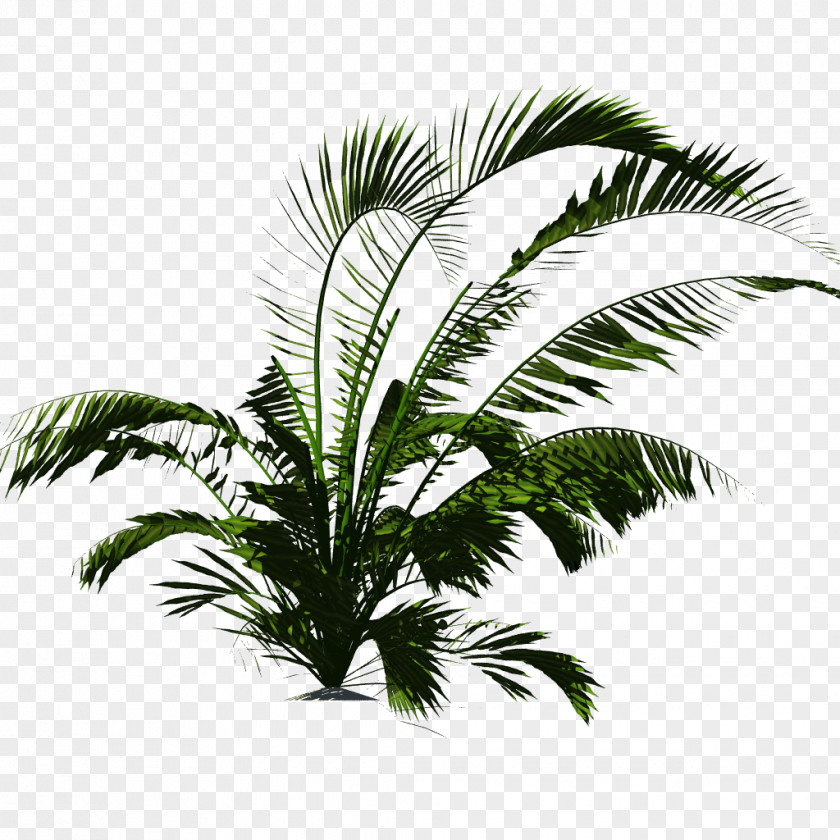 Vegetation Plant Arecaceae Tropical Tropics PNG