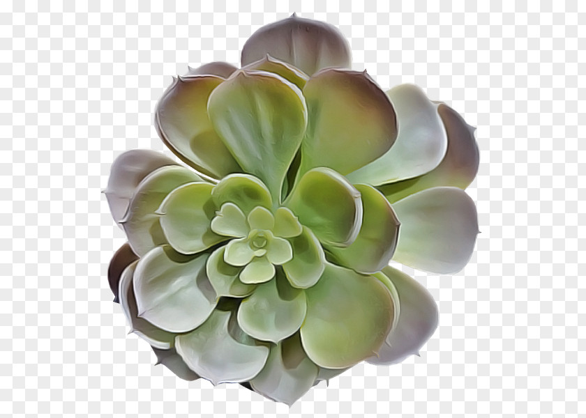 Artificial Flower Succulent Plant PNG