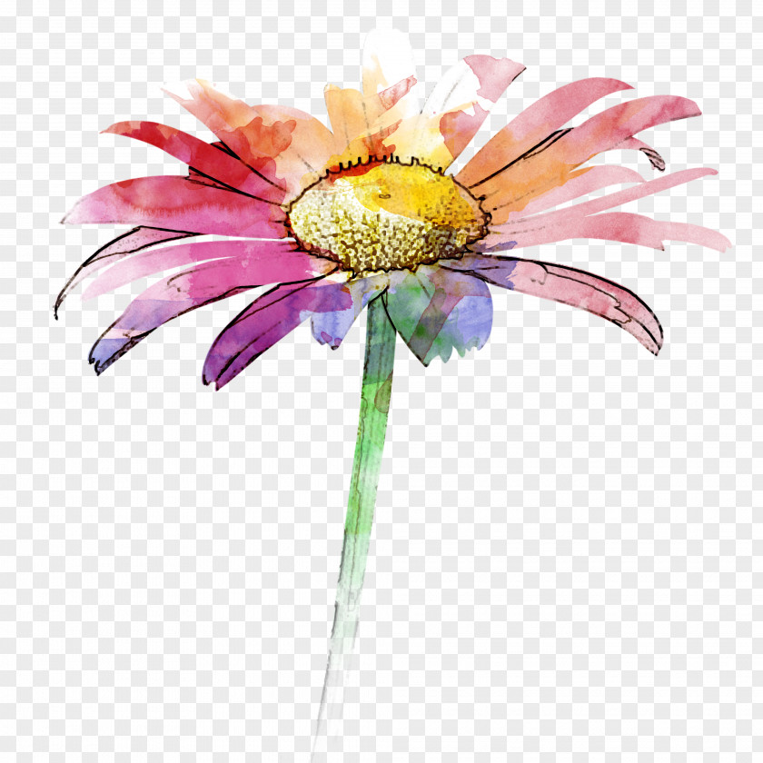 Chrysanthemum Gerbera Jamesonii Watercolor Painting PNG