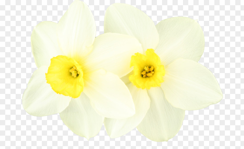父亲节 Daffodil 150s 160s Centerblog 0 PNG