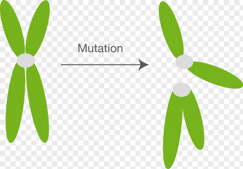 Fission Mutation Chromosome Abnormality Cell Division PNG