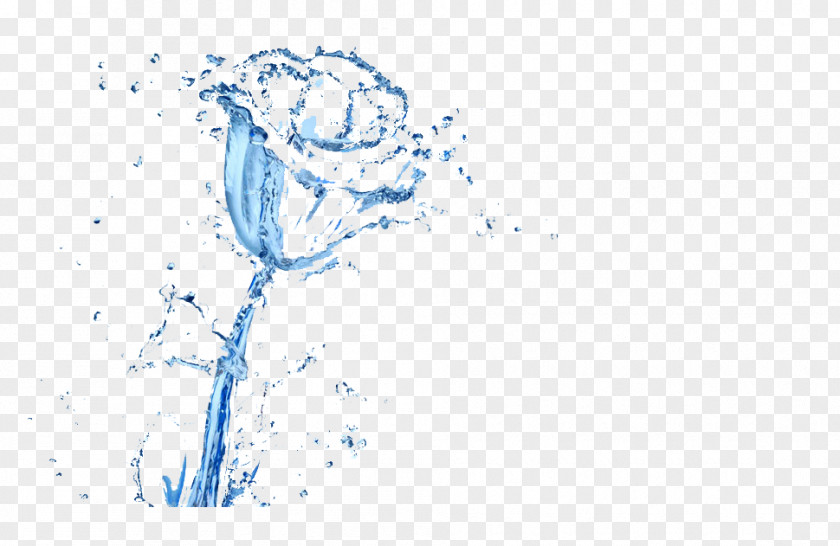 Water Drops Roses Drop Rose PNG
