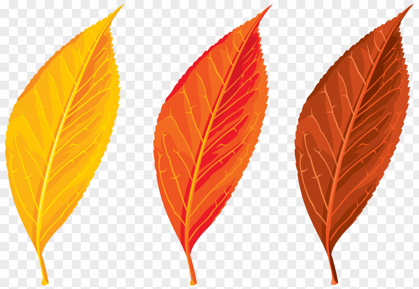 Autumn Leaves Set Clipart Image Leaf Color Clip Art PNG