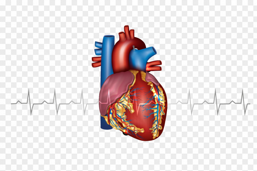 Creative Heart Myocardial Infarction Cardiovascular Disease Artery PNG