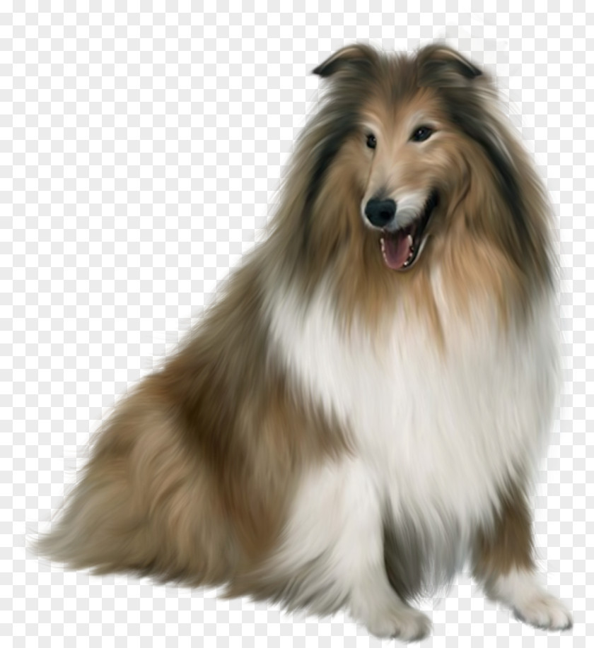 Hand-painted Puppy Scotch Collie Rough Shetland Sheepdog Japanese Spitz PNG