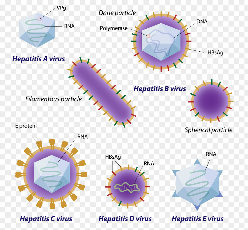 Viral Hepatitis A C Virus PNG