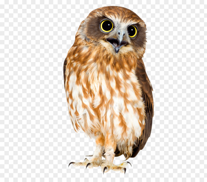 Jacksons Chameleon Barn Owl Bird Eurasian Eagle-owl Great Horned PNG