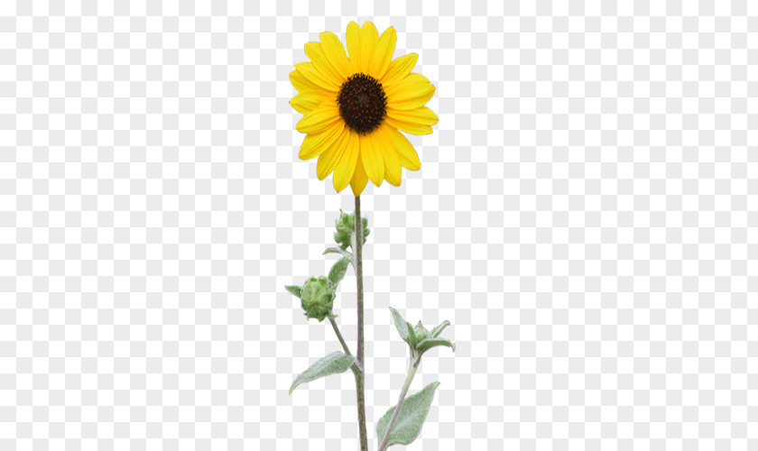 Sunflower Common Plant Red PNG