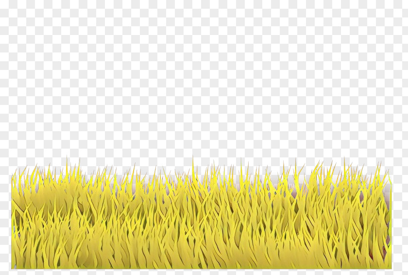 Plant Grass Family Yellow PNG