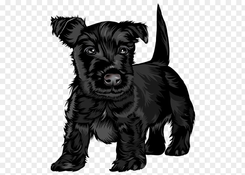 The Dog Cartoon Animal Scottish Terrier Black Russian Puppy Jack Russell Cavalier King Charles Spaniel PNG