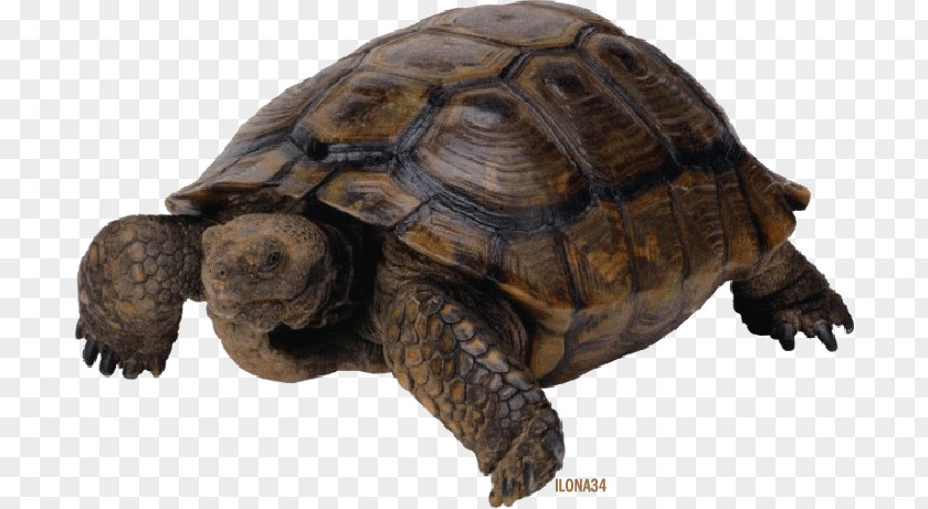 Turtle Pig-nosed Reptile PNG