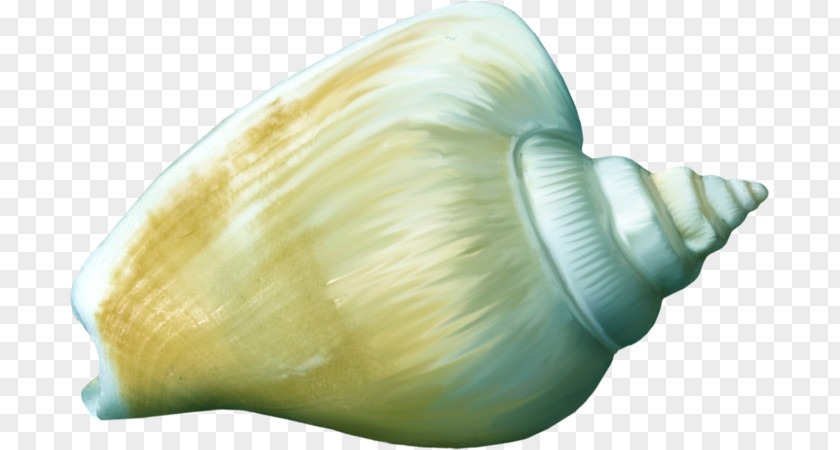 Conch Shankha Cockle Conchology Seashell PNG