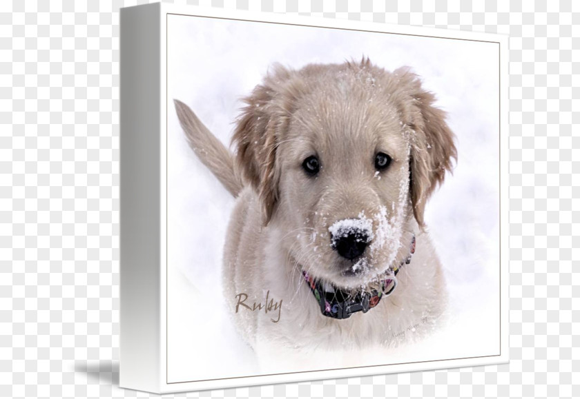Golden Retriever Puppy Dog Breed Companion PNG