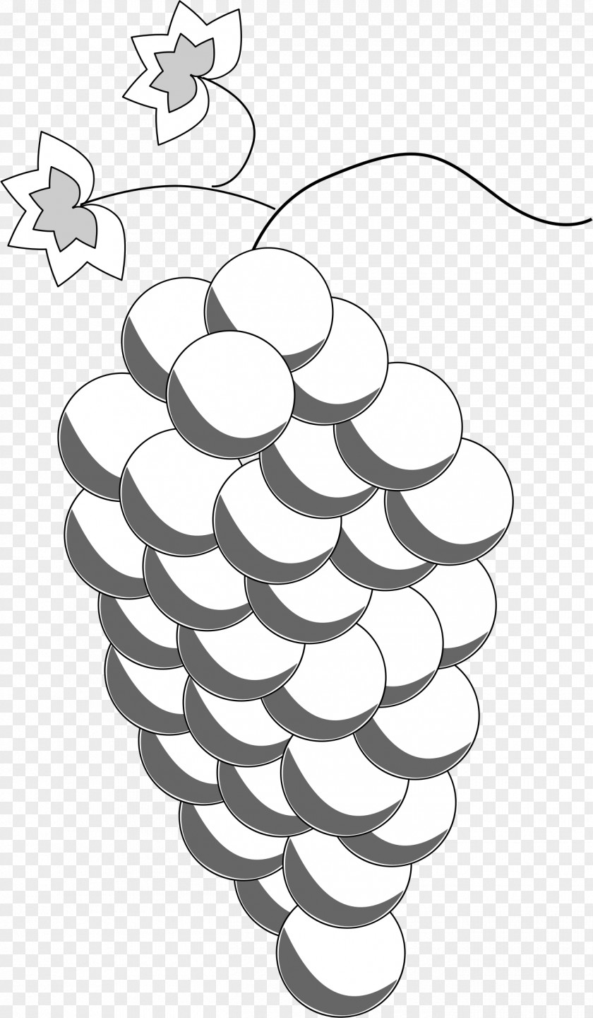 Grapes Common Grape Vine Wine Drawing PNG