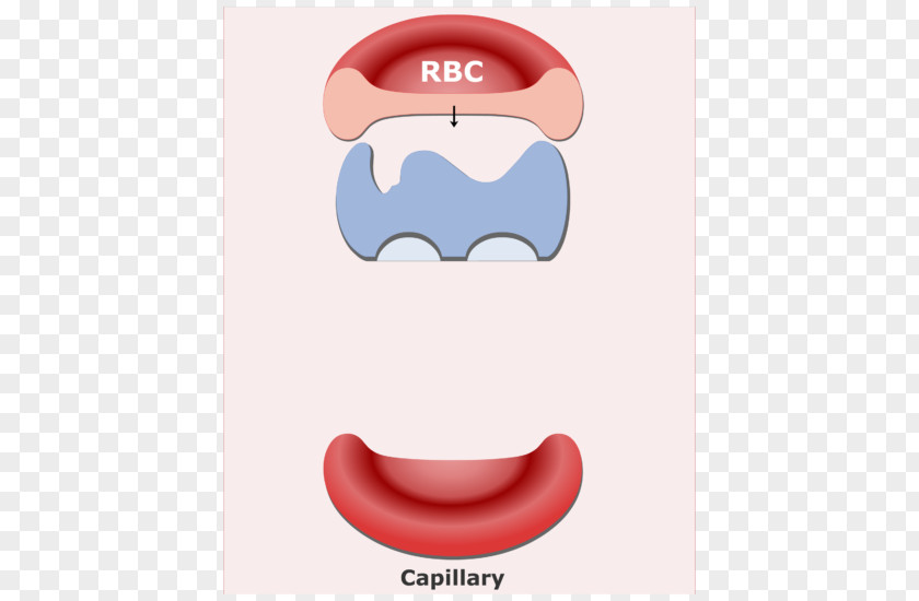 Red Blood Cell Bicarbonate Buffer System PNG