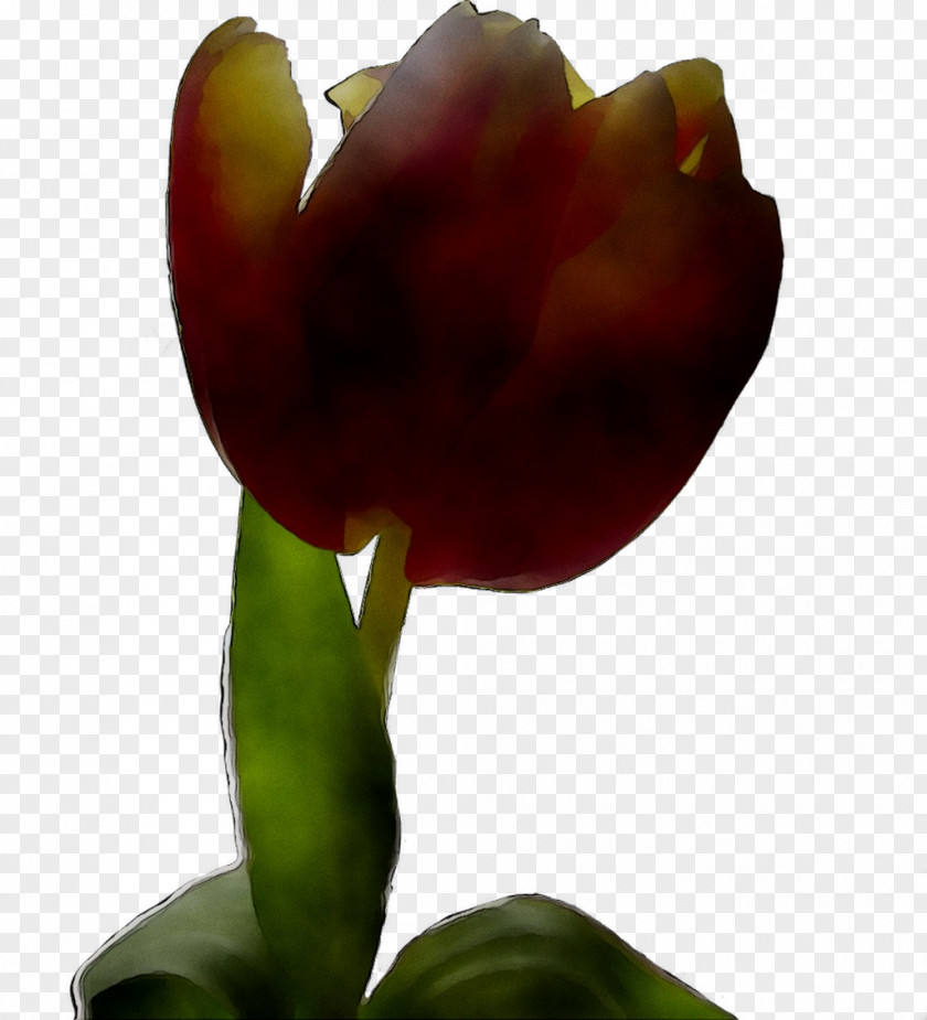Tulip Plant Stem Plants PNG