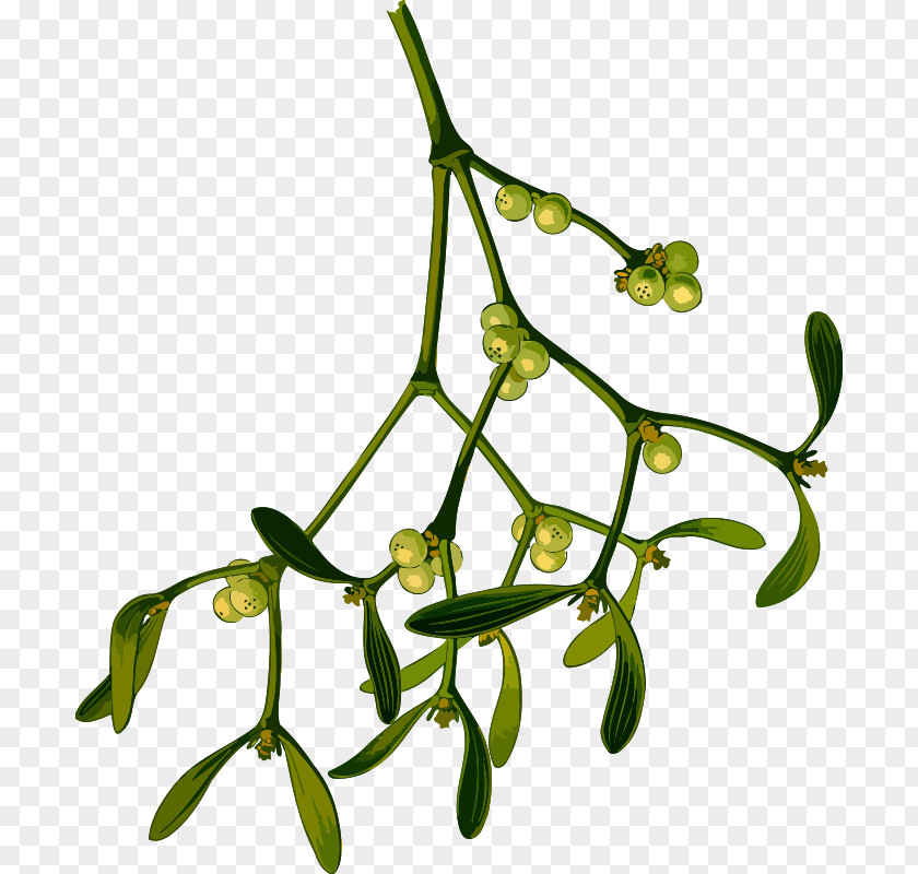 Herbal Mistletoe Drawing Phoradendron Tomentosum Clip Art PNG