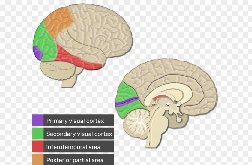 Primary Motor Cortex Visual Cerebral Parietal Lobe Somatosensory PNG