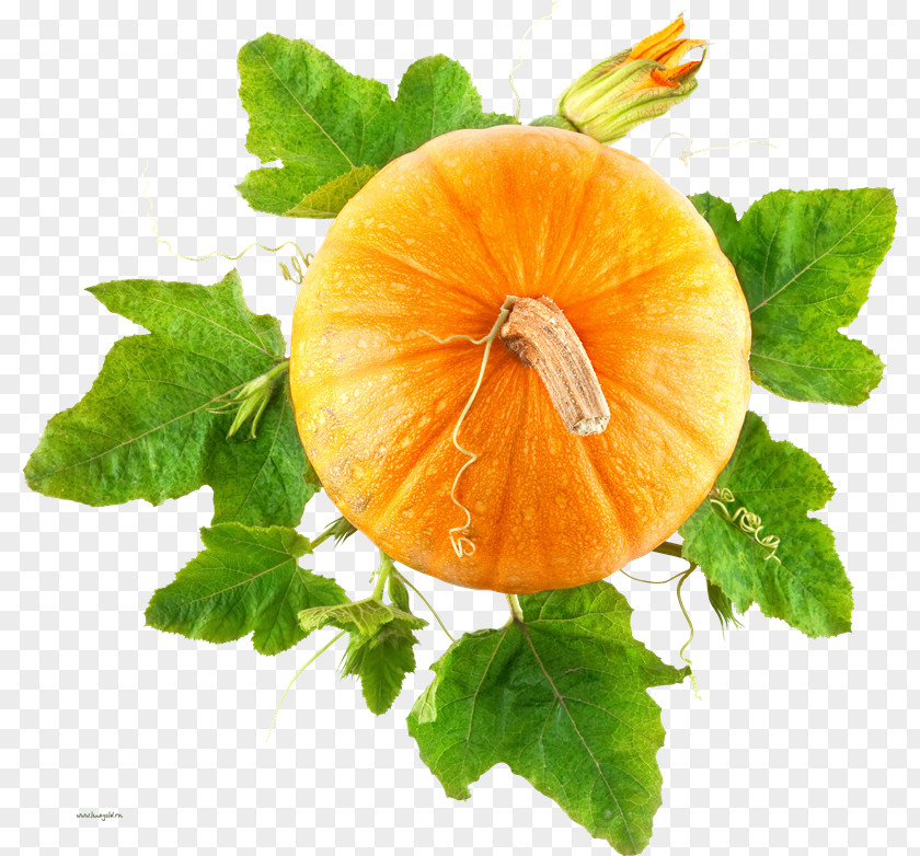 Pumpkin Vegetable Cucurbita Food PNG