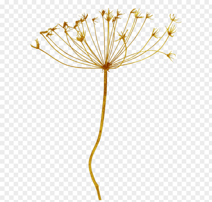 Dandelion Transparency And Translucency Petal PNG