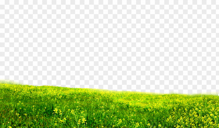 Green Grass Download Wallpaper PNG