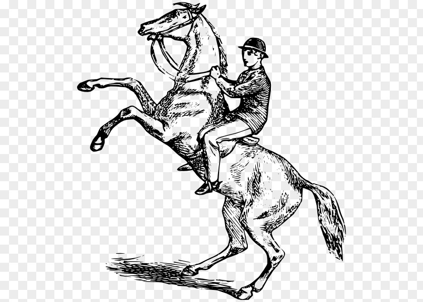 Horse Equestrian Rearing Drawing Bucking PNG