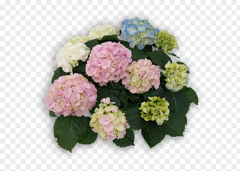 Hortensia French Hydrangea Panicled Cut Flowers Plant PNG