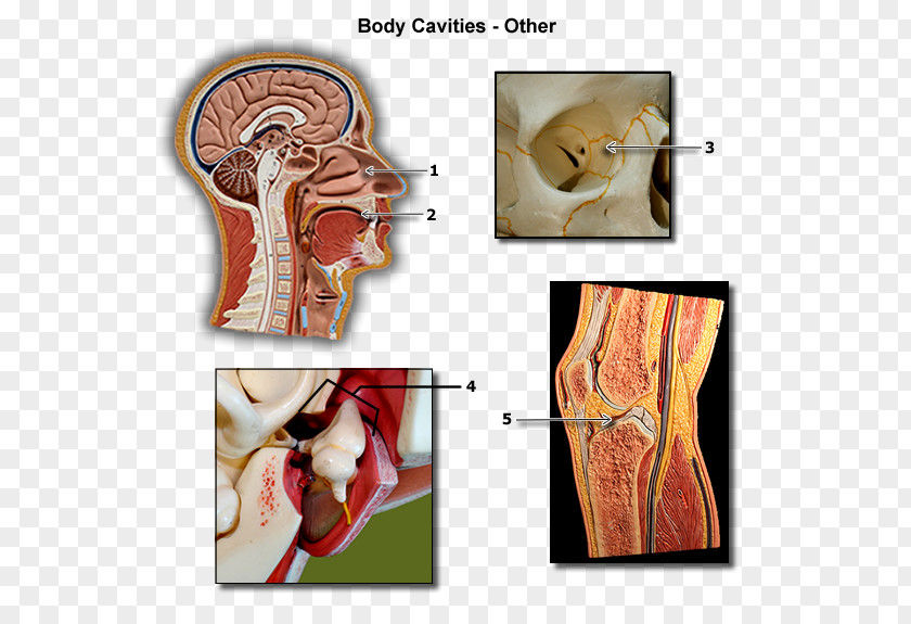 Human Body Homo Sapiens Anatomy & Physiology 1 Cavity PNG