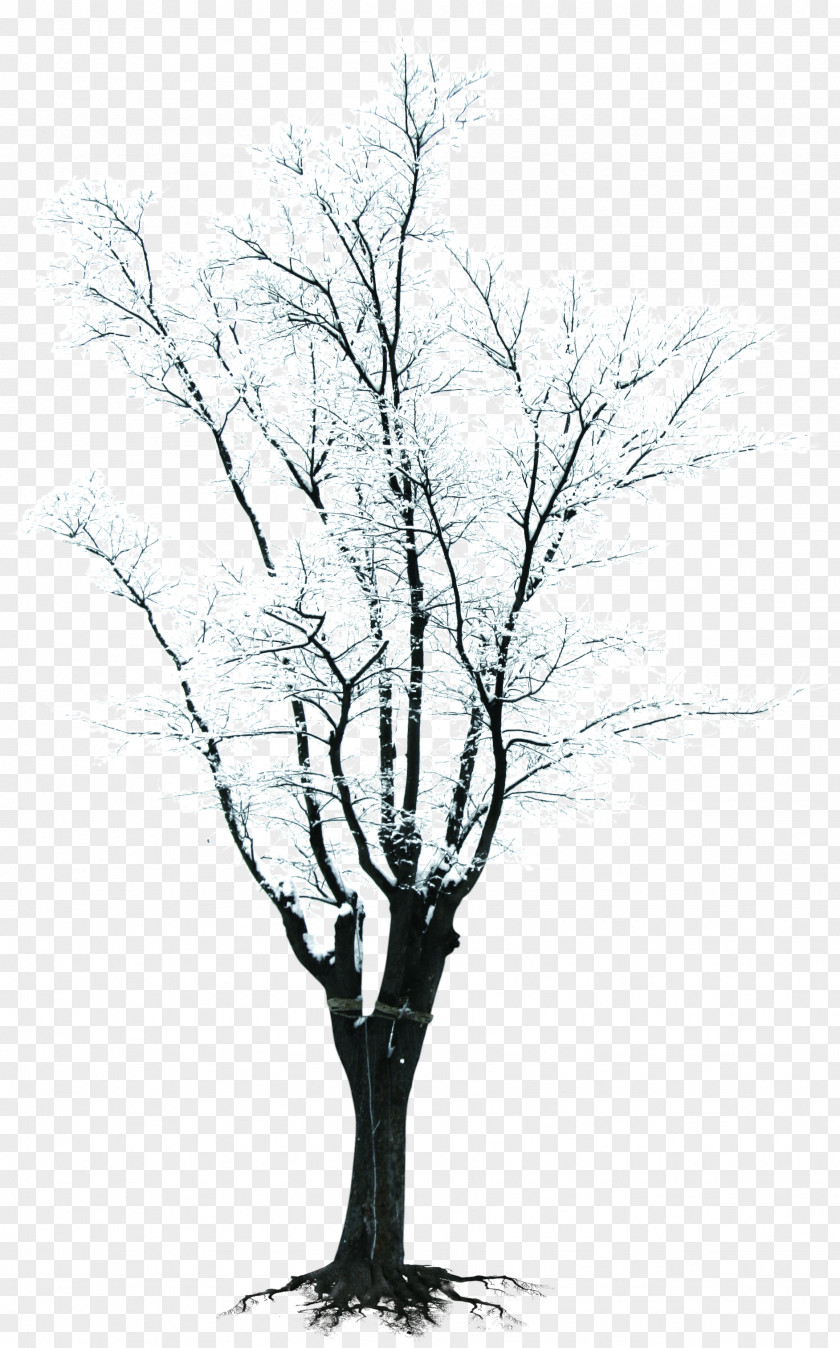Winter Snow Branches Creative Tree Branch Clip Art PNG