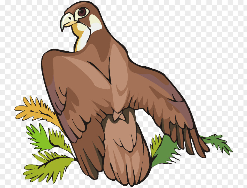 Cartoon Eagle Bird Of Prey Bald Clip Art PNG