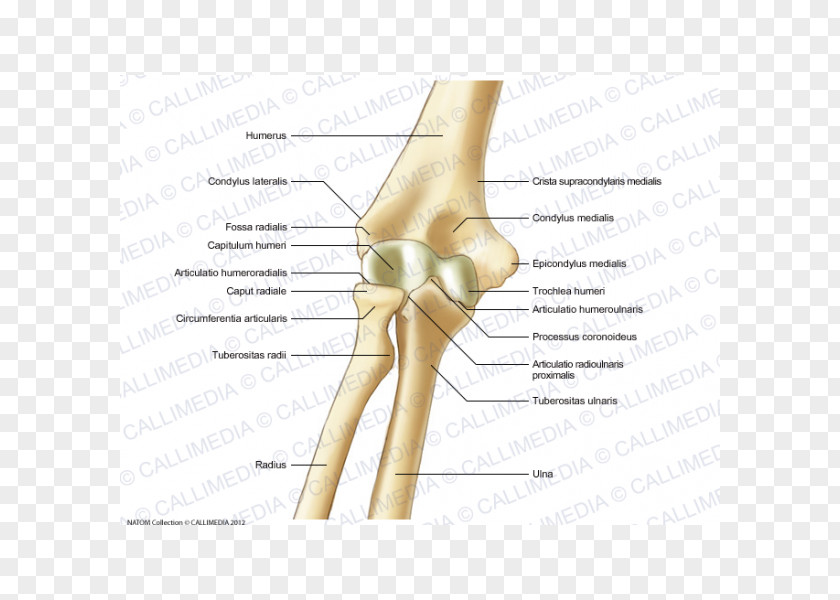 Digestif Thumb Elbow Bone Anatomy Pelvis PNG