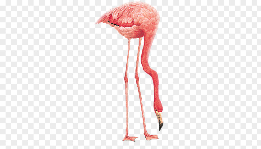 Flamingo PNG clipart PNG