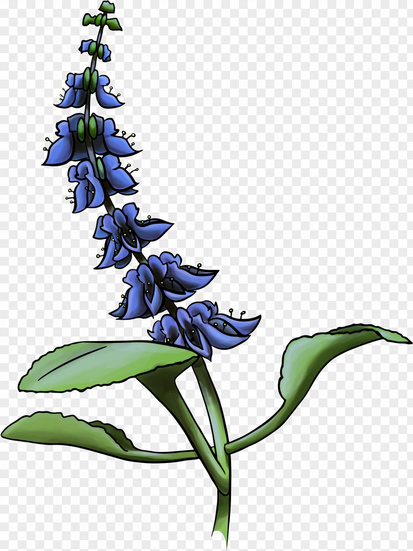 Plectranthus Scutellarioides Coleus Floral Design Flower Art Plants PNG