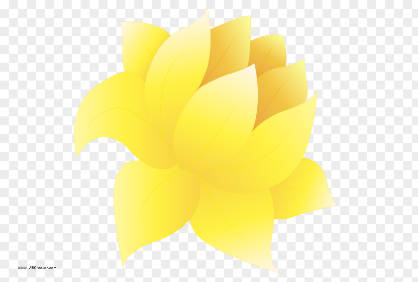 Waterlily Flower Petal Yellow Desktop Wallpaper Close-up PNG