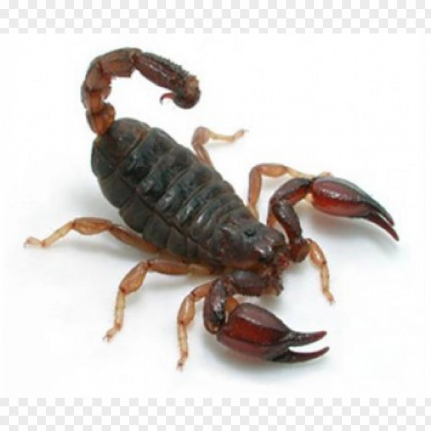 Amazon Seller Emperor Scorpion Rainforest Urodacus Manicatus Elongatus PNG