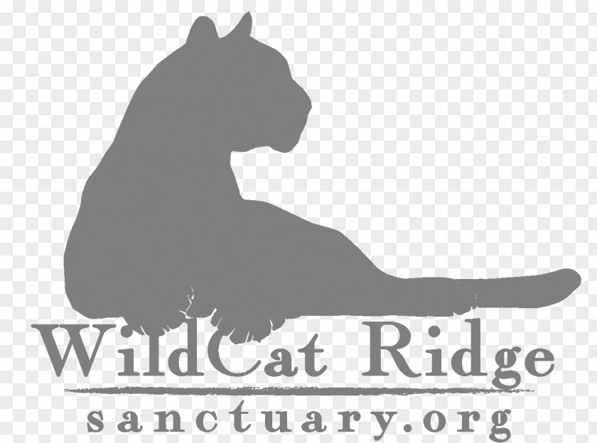 Dog Wildcat Black Pine Animal Sanctuary Bobcat PNG