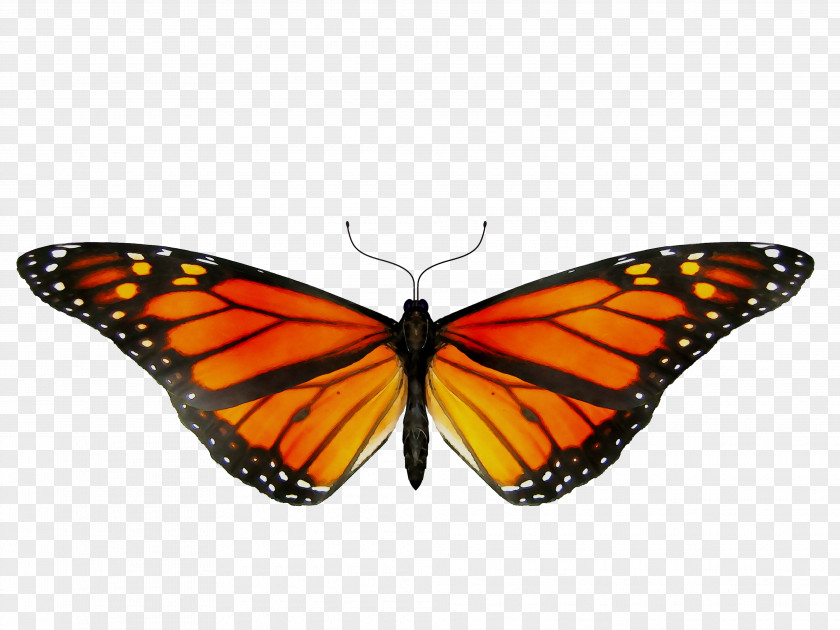 Monarch Butterfly GIF Clip Art Insect PNG