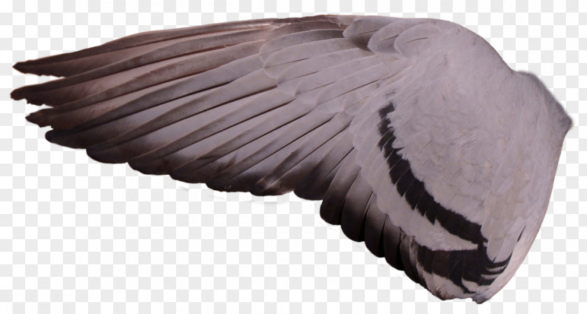 Pigeon Columbidae Racing Homer Bird Wing Feral PNG